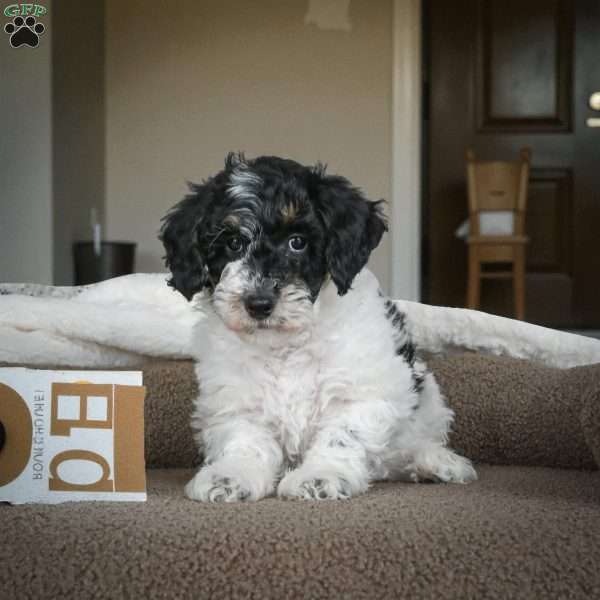 Diesel, Miniature Poodle Puppy